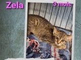 Zela, adorable petite chipie &agrave; adopter