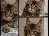 2 femelles Maine Coon LOOF
