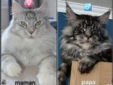 2 femelles Maine Coon LOOF