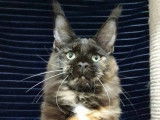 Chatons et femelle Maine Coon LOOF à vendre