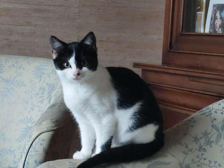 Chaton noir et blanc à donner