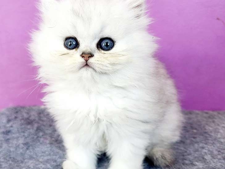 Chaton Mâle Né le 24 avril 2025