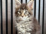 Chatons Maine Coon à vendre