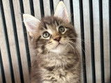 Chatons Maine Coon à vendre