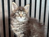 Chatons Maine Coon à vendre