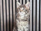 Chatons Maine Coon à vendre