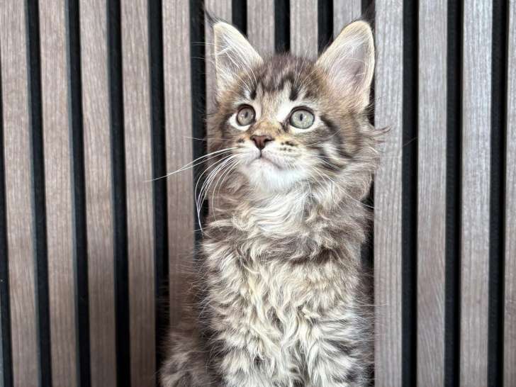 Chatons Maine Coon à vendre