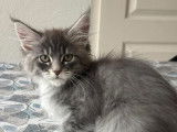 Adorable chatonne Maine Coon LOOF à vendre