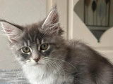Adorable chatonne Maine Coon LOOF à vendre