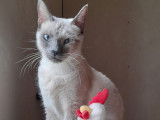 Vallea, chatte à adopter