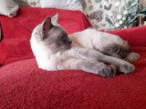 Vallea, chatte à adopter