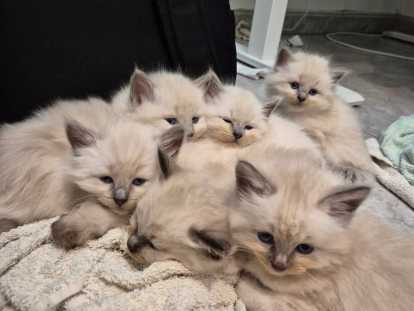 Chatons Ragdoll à vendre