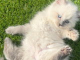 Chatons Ragdoll à vendre