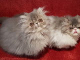 Chatons Persan à vendre