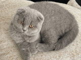 Chatons Scottish Fold à réserver