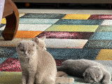 Chatons Scottish Fold à réserver