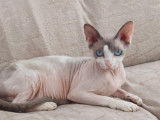 Chatte Sphynx à vendre