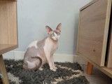Chatte Sphynx à vendre
