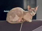 Chatte Sphynx à vendre