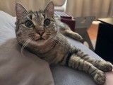 Zelda, jeune chatte à adopter