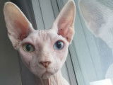 Chatte adulte de race Sphynx à vendre