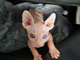 Chatte adulte de race Sphynx à vendre