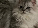 Mâle Persan Chinchilla silver disponible pour saillie