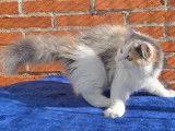 Adorables chatons Highland Straight femelles à vendre