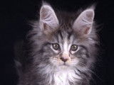 8 chatons Maine Coons LOOF disponibles à la vente
