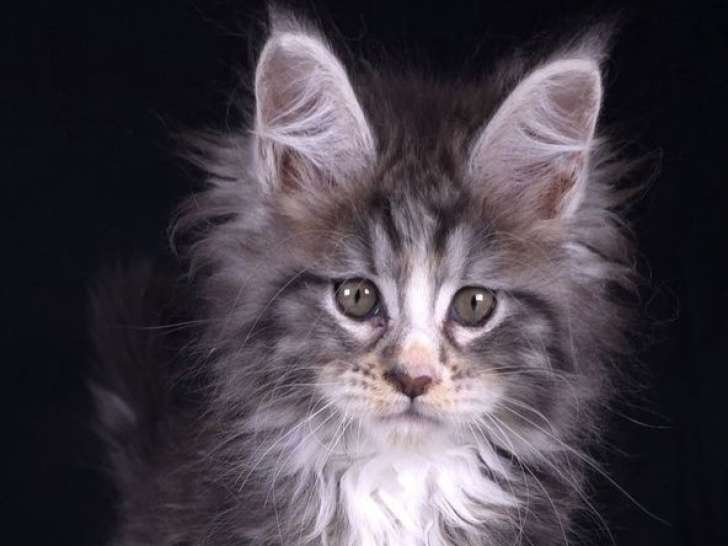 8 chatons Maine Coons LOOF disponibles à la vente