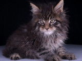 8 chatons Maine Coons LOOF disponibles à la vente