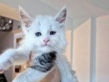 5 chatons Maine Coons LOOF à réserver