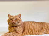 1 chat British Shorthair roux à vendre (LOOF)