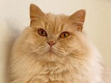 Chatte British Longhair  crème LOOF à vendre
