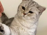 1 chat British Longhair femelle blue point à réserver (LOOF)