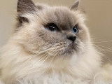 À vendre, 3 chatonnes British Shorthairs black silver LOOF