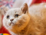 1 chaton British Shorthair femelle disponible à la réservation (LOOF)