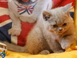 1 chaton British Shorthair femelle disponible à la réservation (LOOF)