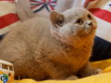 1 chaton British Shorthair femelle disponible à la réservation (LOOF)