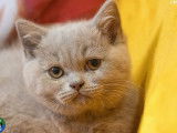 1 chaton British Shorthair femelle disponible à la réservation (LOOF)