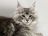 2 chatonnes Maine Coons disponibles à la vente