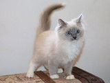1 chaton mâle LOOF Ragdoll disponible à la vente