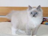 1 chaton mâle LOOF Ragdoll disponible à la vente