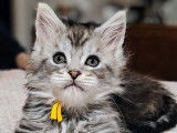 Xena, femelle black silver