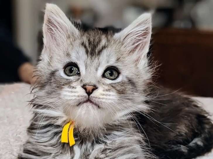 Xena, femelle black silver