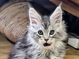 Xena, femelle black silver