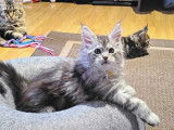 Xena, femelle black silver