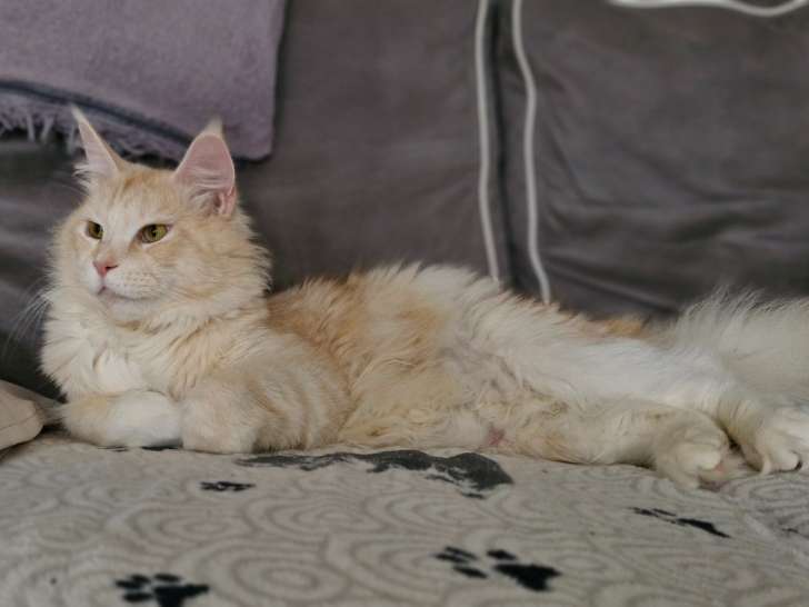 Chatte Maine Coon LOOF à vendre