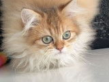 Chaton British Longhair golden black shaded à vendre