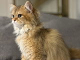 Chaton British Longhair golden black shaded à vendre